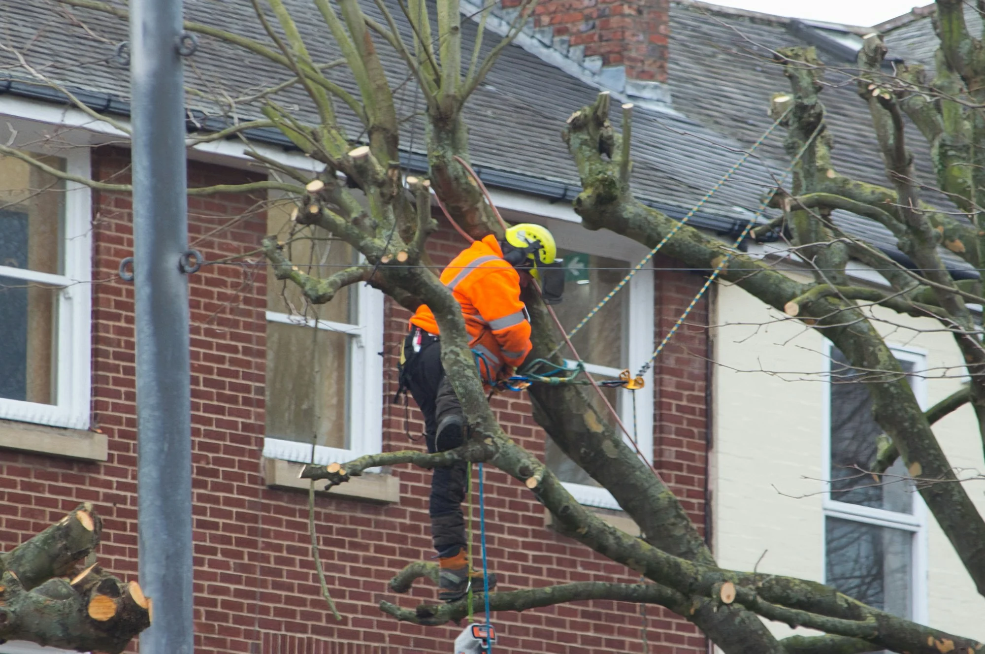 Topkapning i Silkeborg: klatrende arborist tager toppen ned i sektioner